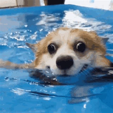 dog swimming meme|dog swimming gifs.